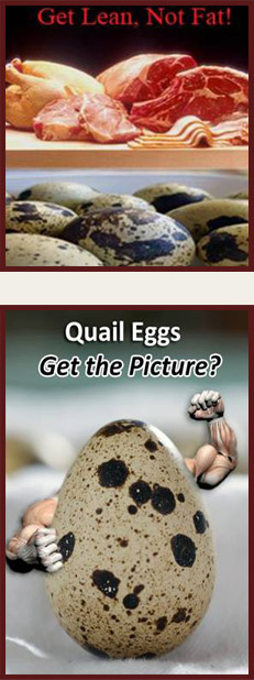 Healthier Quail Eggs for libido, weight loss & body building